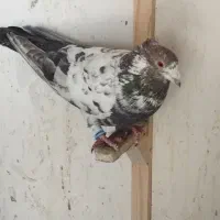 سلام کفتر نر هوای بفروش میرسد