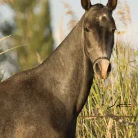 مادیان اصیل ترکمن