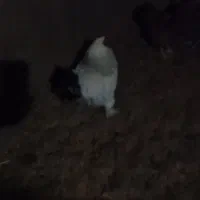 خروس برهما