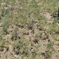 زمین کشاورزی دیم 16000هزارمترمرگورروستای سه گرکان|فروش دفتر صنعتی، کشاورزی، تجاری|ارومیه, |دیوار