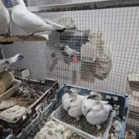 ۲ جفت کفتر ذات دار با جوجه هاش سو قدیم