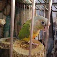 جوجه گرینچیک دوماهه|پرنده|تهران, افسریه شمالی|دیوار