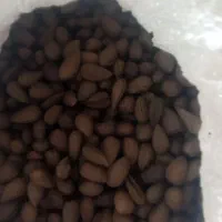 بادام شیرین درشت نرم گندم برشته تازه.ترشی انارشیمن|خوردنی و آشامیدنی|ایذه, |دیوار