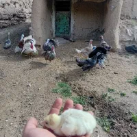 بوقلمون و مرغ و خروس نژاد