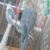 عروس هلندی کارداده