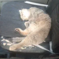 گربه گمشده