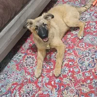 توله ژرمن ورک|سگ|تهران, کیانشهر|دیوار