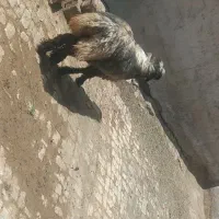 بره شیشک بختیاری