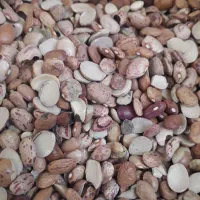 لوبیا چیتی شکسته|خوردنی و آشامیدنی|قم, انسجام|دیوار