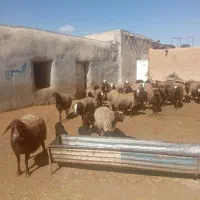 گوسفند|حیوانات مزرعه|قیدار, |دیوار