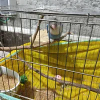 طوطی کوتوله نر سخنگوجهت معاوضه|پرنده|ایرانشهر, |دیوار