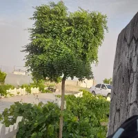 زمین-دارای-خونه-وباربیکیو-واتاق-سرامیک-دستشویی