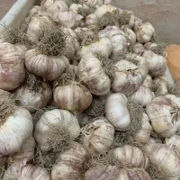 سیر خشک تمیز وسالم درشت کیلویی 190