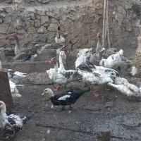 غاز بزرگ برای فروش|حیوانات مزرعه|کازرون, |دیوار