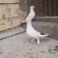 دم سیاه کلاهی و کوسه عتیقه