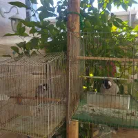 سهره قناری سهره خاکی