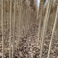 درخت صنوبر و چنار، نهالستان