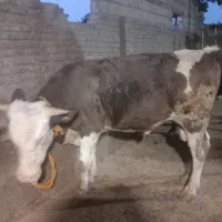 جوانه فروشی