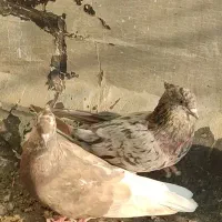 دم سفید دمبی طوقی چپ سفید|پرنده|باوی, |دیوار