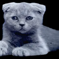 گربه اسکاتیش فولد