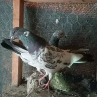 کبوتر|پرنده|محمدشهر, محمدشهر|دیوار