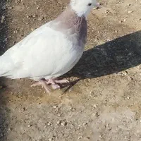 کبوتر طوقی  دوم سیاه و پولکی|پرنده|بیرجند, |دیوار