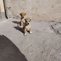 واگذاری سگ کوچوک سرابی