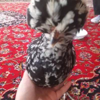 مرغ لهستانی کاکلی زیبا