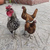 مرغ و خروس سیبرایت
