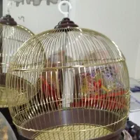 قفس پرنده نو
