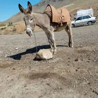 الاغ نر .اخته نشده