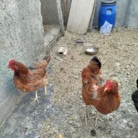 مرغ|حیوانات مزرعه|مشهد, همت آباد|دیوار
