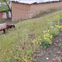 پزوبرخ جوان سالم