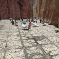 20عدد کفتر|پرنده|مشهد, شهید معقول|دیوار