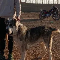 توله آلابای