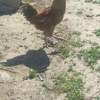 خروس|حیوانات مزرعه|بناب, |دیوار