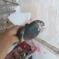 کفتر یا کبوتر