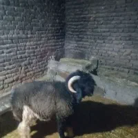 بره قوچی اصل|حیوانات مزرعه|کوهرنگ, |دیوار