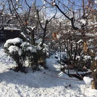 اجاره  سویت ویلا باغ  با حیاط سر سبز|اجارهٔ کوتاه‌مدت آپارتمان و سوئیت|لواسان, |دیوار