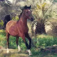 فروش مادیون درهشور