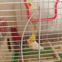 طوطی عروس هلندی لوتینو جفت مولد|پرنده|بابل, |دیوار