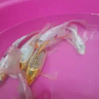 فروش ماهی کوی