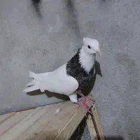 ی جفت طوق