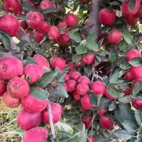 فروش انواع نهال های ایرانی و خارجی