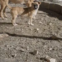 ماده اشپیتز|سگ|کرمانشاه, |دیوار