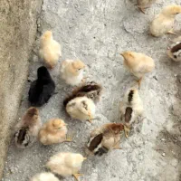 ۱۵عددجوجه محلی بدونه مادربه دونه ای ۱۰۰فروش میرسد