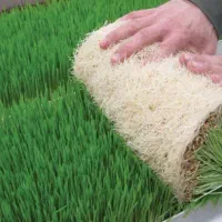 علوفه تازه ، خوراک دام ، علوفه هیدروپونیک