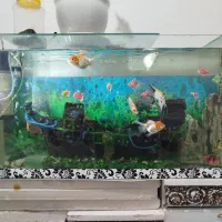 اکواریوم به همراه وسایل