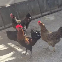 سه عدد مرغ و خروس قلم سیاه لری