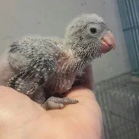 جوجه راهب آبی